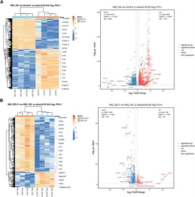 Banzhilian formula alleviates psoriasis-like lesions via the LCN2/MMP-9 axis based on transcriptome analysis